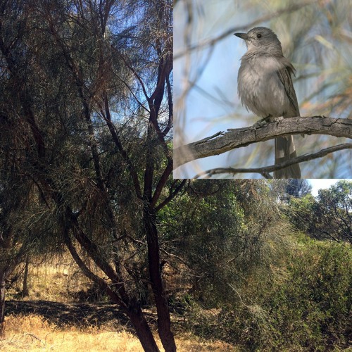 2020.12.04 Grey Shrike-thrush. Early Summer. Afternoon.