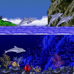 Ecco the Dolphin Days
