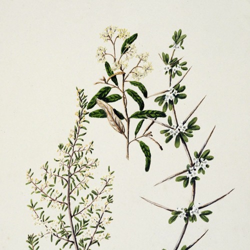 Green Tea With Honey