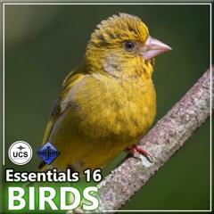 Sample - Essentials 16 BIRDS