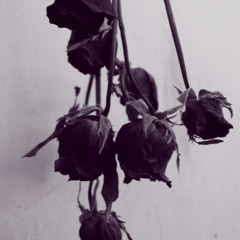 A Dozen Roses