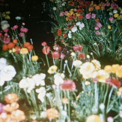 smell the roses