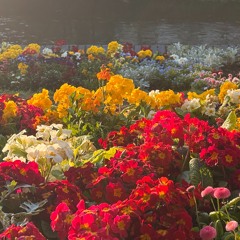 Until Blossoms Breathe -- For Kew Garden