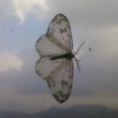Insect
