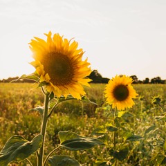 Sunshine