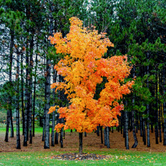 A maple in the pines