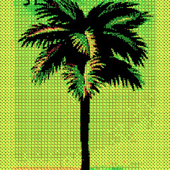 palm trees