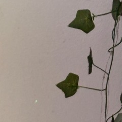 crazy304factory.mp3 [snippet] // prod. yung pistachio