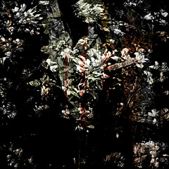Fleurs Sans Soleil
