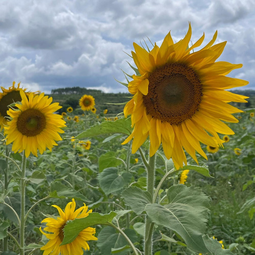 Phway Phway x ZiGdgafxxk _ 🌻 (raw mix ver)