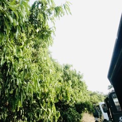 Tribe Selections | Zoe Tawil ~ Samagiya