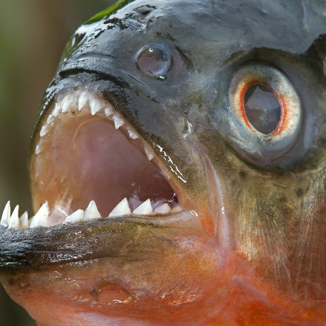 Piranhas