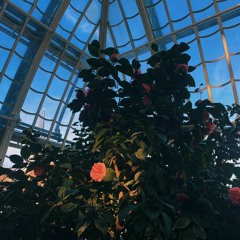 flipside (Lana Del Rey cover)