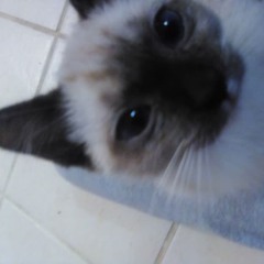 sink saiko - self har m