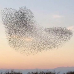 Flight (In-Formation)