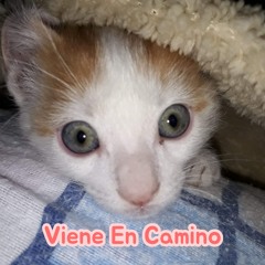 Viene en camino