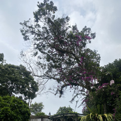 ALLOGGIO (how it should have been)