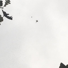 TimeWorn Worm Worlds