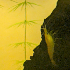 lofi beats to watch shrimps eats to
