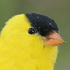 @burtoagain x @real_prod._fx x @fnethe_prod - tweet #jerseyclub #AG