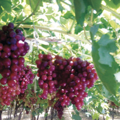 شجر العنب،حيدر بورسودان،تسجيل سامي المك87