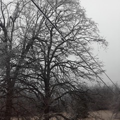 Twigs
