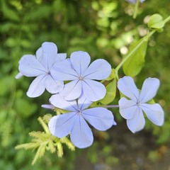 Natural feelings
