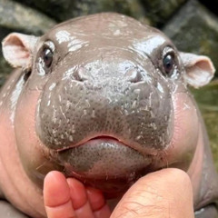 Moo Deng