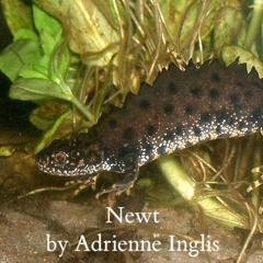 Newt for flute and double bass by Adrienne Inglis August 2, 2020