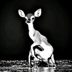 Bambi Legs