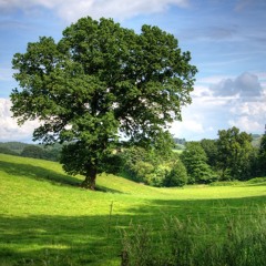 Old Spreading Oak Tree - Hudson / White