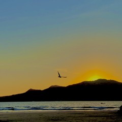 Tropical Bangers 🌴🪩💥