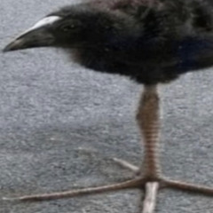 silly lil hardstyle [Bass Boosted]