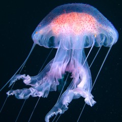 Fly Me To The Moon(cover)