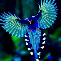 RedBox Collections 011 - 10_15_25, 8.22 PM