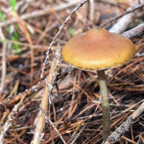 huskii x amity - old me remix