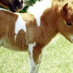 Petit - Poney - Petit - Poney Dieudo (revisited mix BENAMIX)