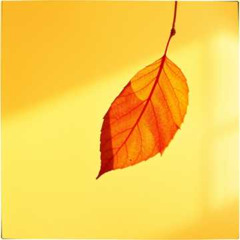 In diesem flüchtigen Herbstlicht (Michael Schafer)