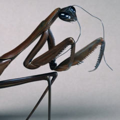 stiletto