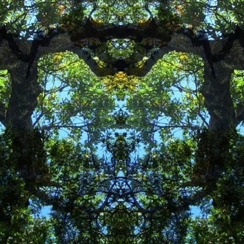 Polymorph - LOFI CHILLOUT PSYCHDEDELIC DUB BASS AMBIENT MINIMAL TECHNO PROGRESSIVE