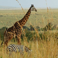 Shockwave-Sound - African Safari