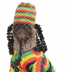 bloodclat dog MEGALAB #nomelody