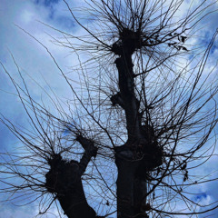 waiting for the wind