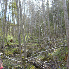 Fredrik Svensson: Untitled ["London suite", part 14] (1999)