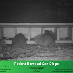 Rodent Removal San Diego - AAAC Wildlife Removal of San Diego