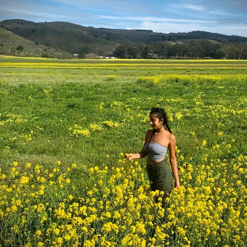 Spring Flowers