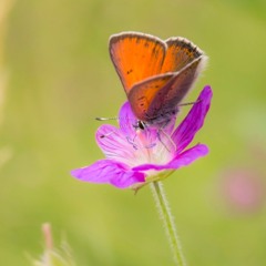 The Butterfly Tree
