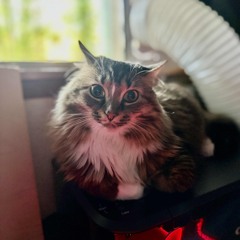 TOASTER ON PRINTER 🖨️ (Sleepy Cat Mix)