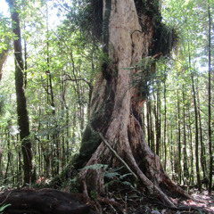 BOSQUE SIEMBREVERDE