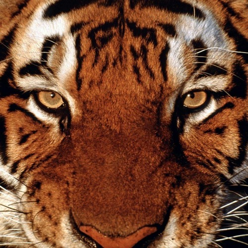 Eye Of The Tiger